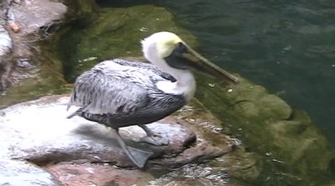 A brown pelican standing on a rock next to water