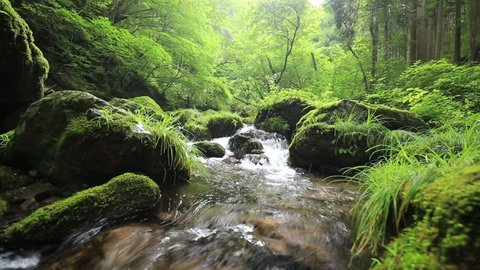 Waterfall and fresh green (Mitaki of Tokyo Okutama of UmiSawa in Japan)