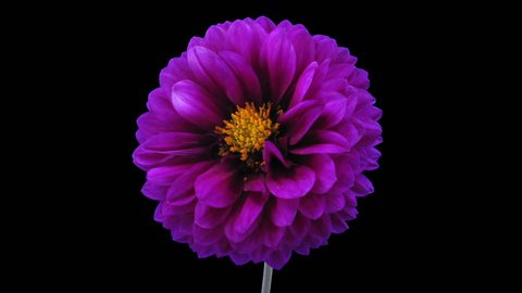 Time-lapse of dying purple dahlia flower 6x3 in RGB + ALPHA matte format isolated on black background
