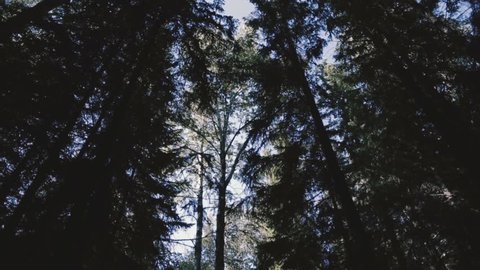 Trees in the forest. View from bottom.