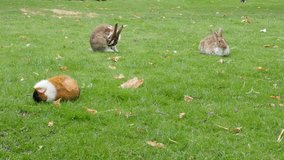 Rabbits and other animals in the garden relaxing in nature 4K 3840X2160 30 fps UHD video - Rodent species animals in the garden 4K 2160p UltraHD footage