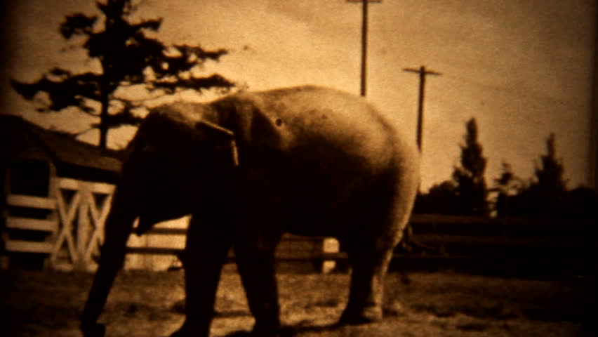 elephant hd videos 1080p elephant hd videos 1080p