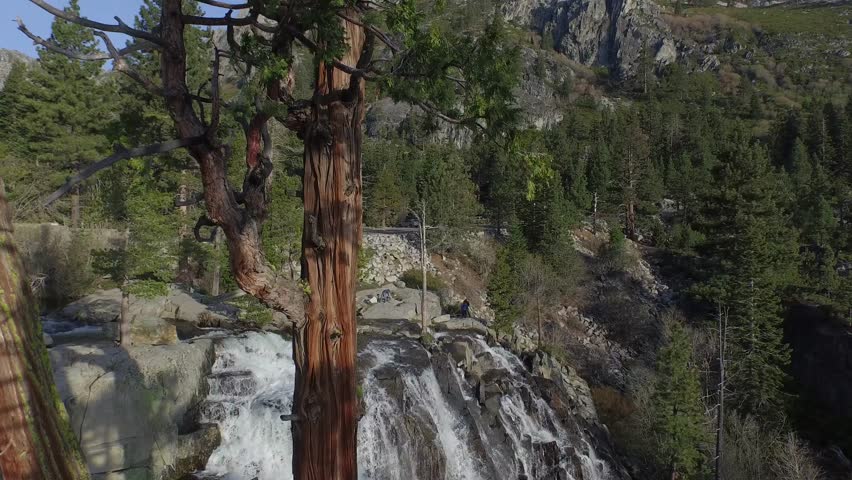 Flying ascending up a Redwood tree and waterfall and to the top of the tree and tilting down.