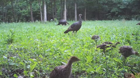 Wild Turkey (Meleagris gallopavo), flock of hens and poults. Hens watching for danger as babies feed. June in Michigan.