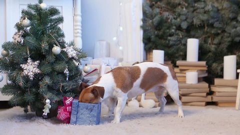 Dog unpacks a gift, Christmas tree falling. Interior Decorations a holiday. Eagerly waiting for gifts pet. 