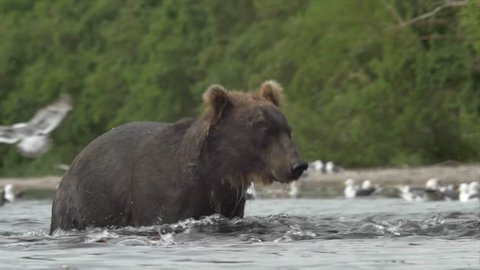 Grizzly bear and salmon.