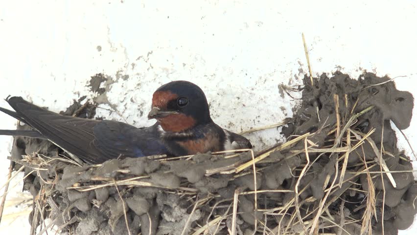 4K Adult swallow bird build carefully a nest for his family by day Royalty-Free Stock Footage #11602232