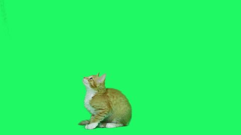 funny kitten talking on a green screen