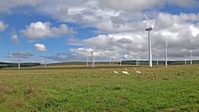 Wind generator farm with grazing sheep time lapse