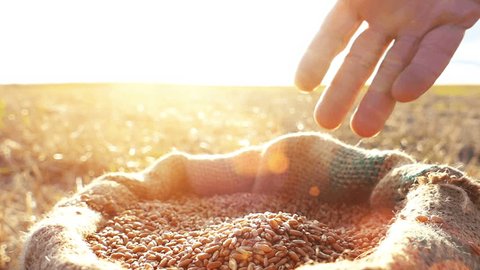Strong man's hand takes a lot of wheat grains  from a sack, cultivated land , sky and sun in the background. Lens flare, sunset light.Slow motion, high speed camera, unrecognizable person
