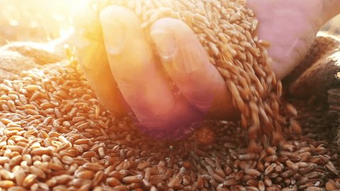 Wheat grains falling down in wheat sack from farmer's hand.Close up, slow motion, high speed camera.Unrecognizable person, lens flare, sunset light