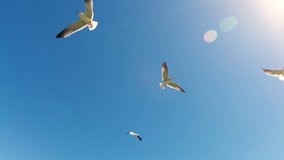 Video clip of sunny blue sky with seagulls flying in and out of frame