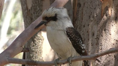 Australian Kookaburra bird, also know as Laughing Jack or Kingfisher, sitting on branch of eucalyptus tree, sunny day, close up.