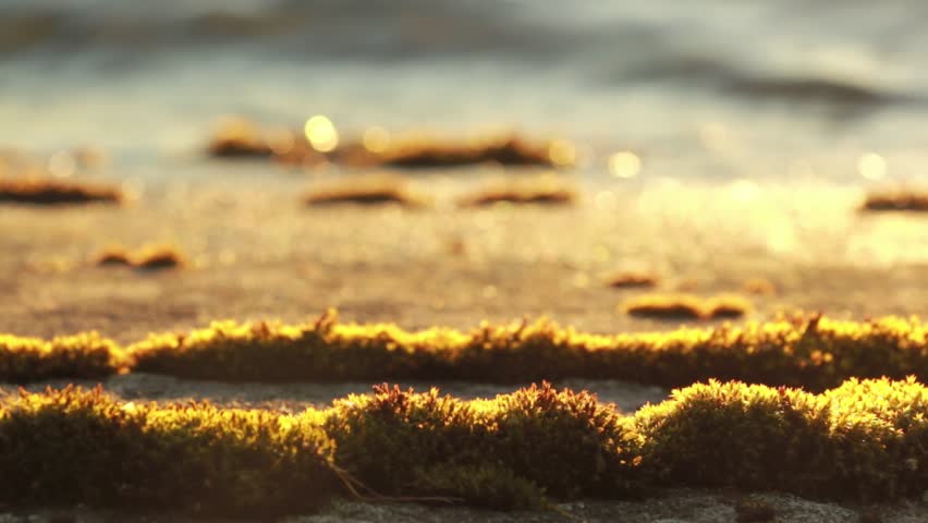 Rack focus shot of moss on a sunny rocky shore of a lake with small waves. | Shutterstock HD Video #11617532