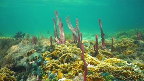 Underwater scene on a shallow seabed of the Caribbean sea with sponges and fire corals, Panama