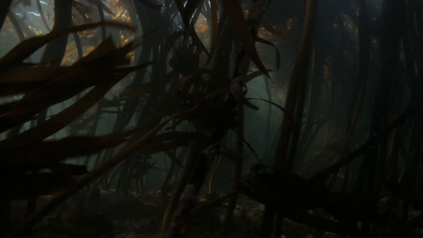 Sunlight rays shining through kelp forest underwater in False Bay, South Africa Royalty-Free Stock Footage #11624873