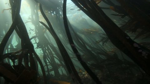 Sunlight rays shining through kelp forest underwater in False Bay, South Africa