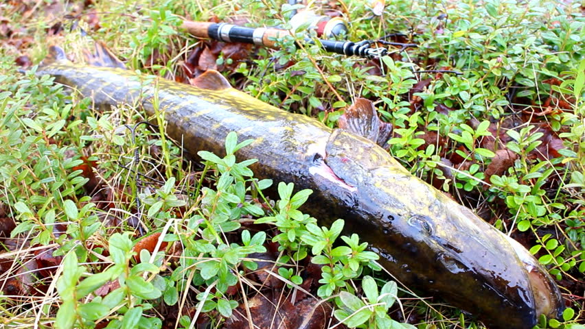 pike fishing big Northern fish