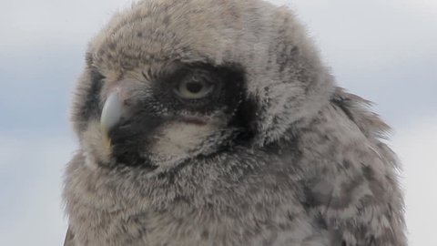 Cute fluffy owlet