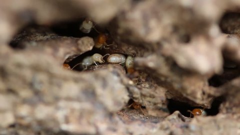 Termites running through tunnels and eating wood.
