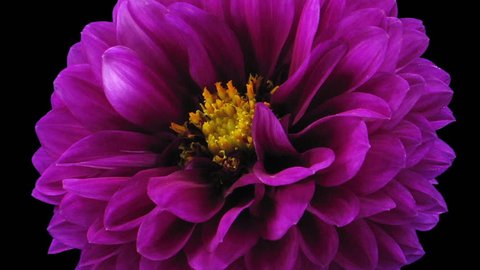 Time-lapse of blooming purple dahlia flower 3b3 in RGB + ALPHA matte format isolated on black background
