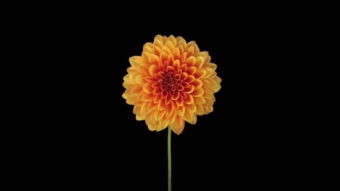 Time-lapse of growing and opening orange dahlia (georgine) flower 8x3 in RGB + ALPHA matte format isolated on black background
