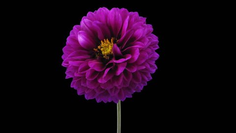 Time-lapse of blooming purple dahlia flower 3a3 in RGB + ALPHA matte format isolated on black background
