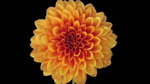 Time-lapse of growing and opening orange dahlia (georgine) flower 8a3 in RGB + ALPHA matte format isolated on black background
