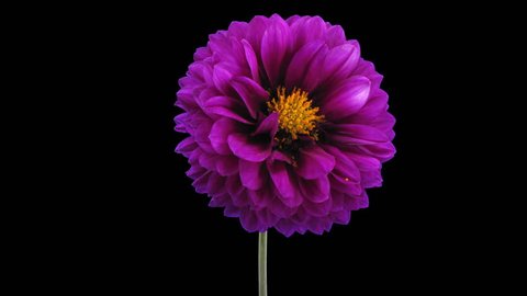 Time-lapse of dying purple dahlia flower 4x3 in RGB + ALPHA matte format isolated on black background
