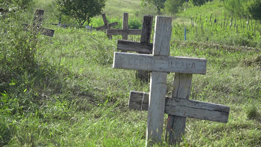 White butterfly flying in old cemetery with wooden crosses, green spring grass