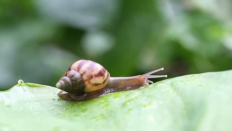 The snails were walking slowly on the leaves.

