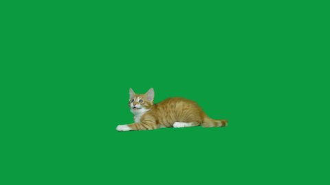 playful kitten lying on a green screen