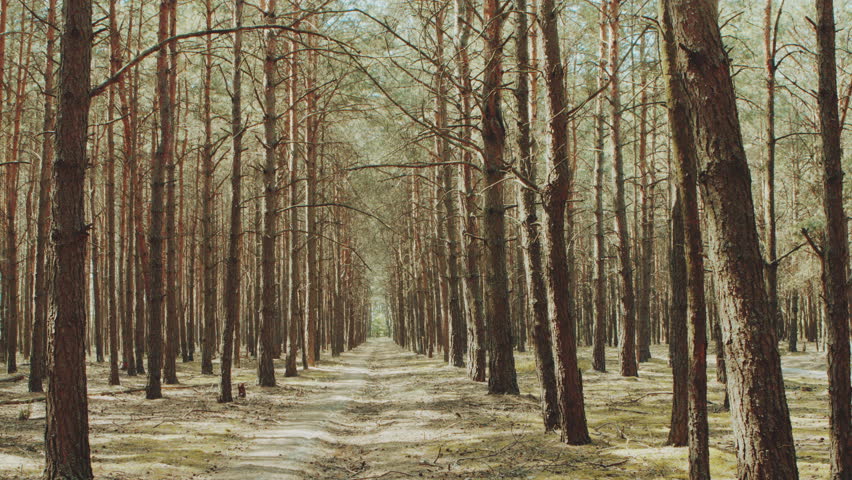 Alley footpath in the pine forest