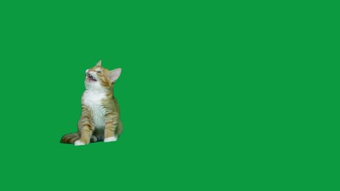 Funny ginger kitten on a green screen