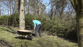 Tired worker gardener man loading rusty wheelbarrow barrow with wood branch pieces and drink water from plastic bottle. Spring time works after fruit tree pruning. 4K UHD video clip.
