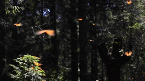 Monarch butterfly migrate winter Mexico Oyamel tree forest before returning to United States North America