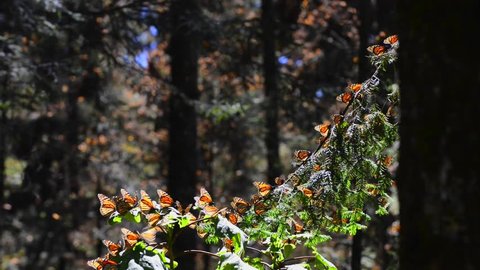 Monarch butterfly migrate winter Mexico Oyamel tree forest before returning to United States North America