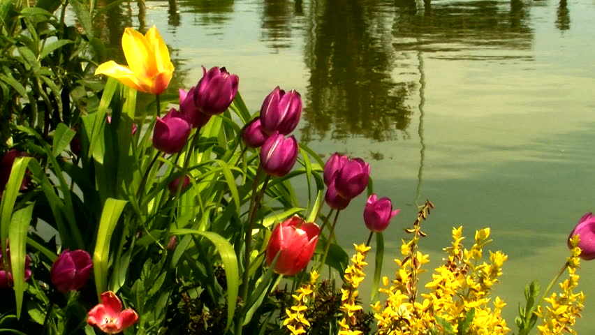 Beautiful_tulips_in_garden