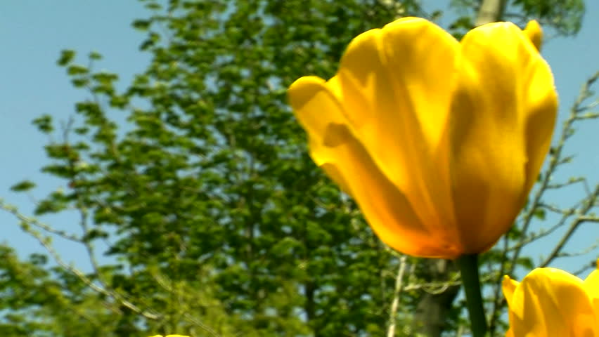 Beautiful_tulips_in_garden