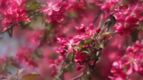 Fantasy sunlit apple branches with  fragrant scarlet blossom, waving in wind on misty defocused background. Adorable view of lyric nature in amazing HD clip. Wonderful footage for excellent design.