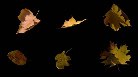 Falling Fall autumn yellow leaves flowing on wind and rotating in slow motion, stabilized, looped animation, isolated on alpha channel with black and white matte, perfect for digital composition