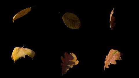 Falling Fall autumn yellow leaves flowing on wind and rotating in slow motion, stabilized, looped animation, isolated on alpha channel with black and white matte, perfect for digital composition