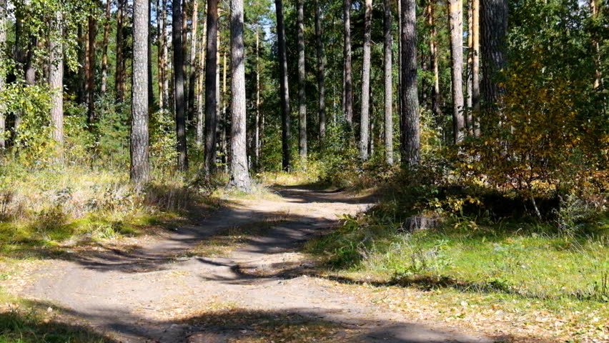 Eath road in autumn pine forest
