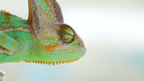 A young chameleon sits in your hands