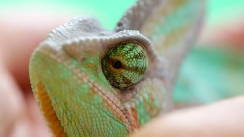 detail eyed chameleon