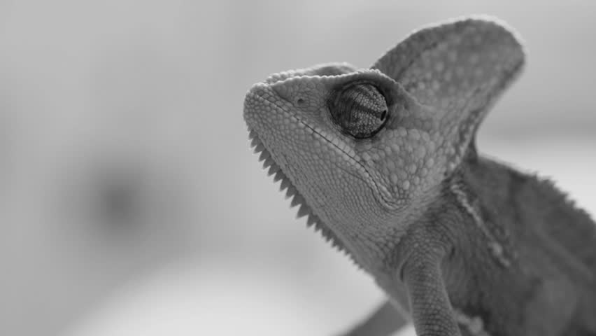 detail eyed chameleon black and white
