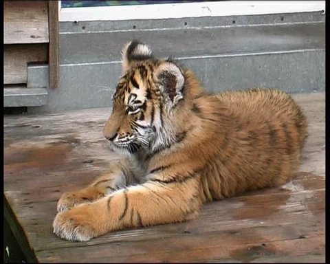 funny baby tiger