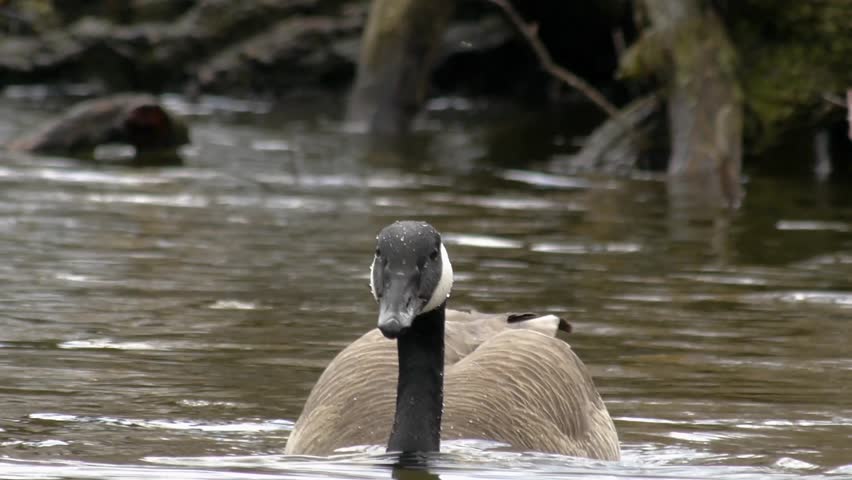 Close up of a goose going feet over head in a pond in search of food.