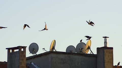 Crow flock suddenly take off - Slow Motion. If one bird in a flock on the ground suddenly takes off, all other birds will take off immediately after, before they even know what's going on. Corone. 
