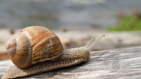 snail 
